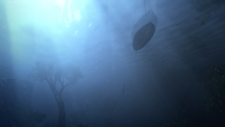 Vignette du film Flow, le chat qui n&rsquo;avait plus peur de l&rsquo;eau