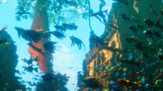 Vignette du film Flow, le chat qui n&rsquo;avait plus peur de l&rsquo;eau